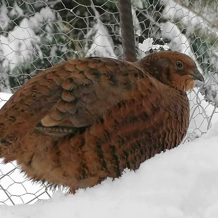 Appartamento Accogliente Di Montagna A Cavagnago Faido Exterior photo